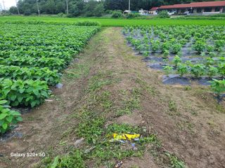 게으른농사꾼님의 콩 · 영농일지 작성글 사진