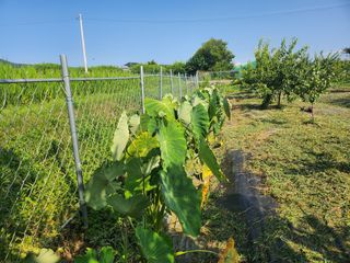 참가죽님의 기타작물 · 영농일지 작성글 사진