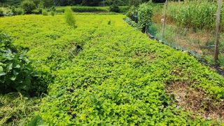 살구나무님의 자유주제 · 자유게시판 작성글 사진