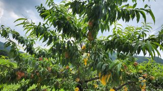 살구나무님의 자유주제 · 사진전 작성글 사진