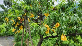 살구나무님의 자유주제 · 사진전 작성글 사진