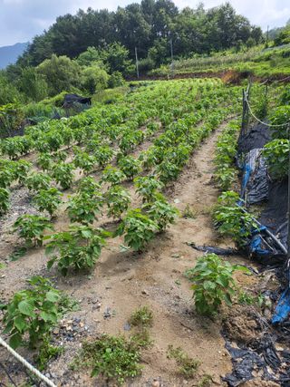 사과18677님의 ☀️8월 농작업 계획 · 참여글 작성글 사진