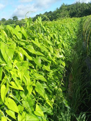 산들농장님의 기타작물 · 영농일지 작성글 사진