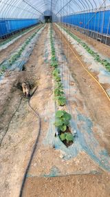 팜모닝 자유주제·자유게시판 게시글 이미지