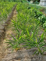 팜모닝 자유주제·자유게시판 게시글 이미지