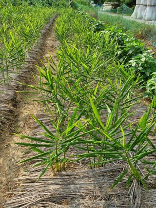 초보농군 정종호님의 자유주제 · 자유게시판 작성글 사진