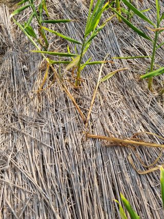 초보농군 정종호님의 자유주제 · 자유게시판 작성글 사진