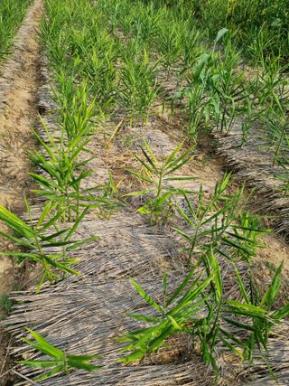 초보농군 정종호님의 자유주제 · 자유게시판 작성글 사진