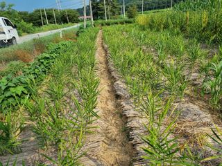 초보농군 정종호님의 자유주제 · 자유게시판 작성글 사진