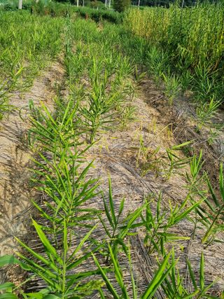 초보농군 정종호님의 자유주제 · 자유게시판 작성글 사진