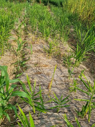 초보농군 정종호님의 자유주제 · 자유게시판 작성글 사진