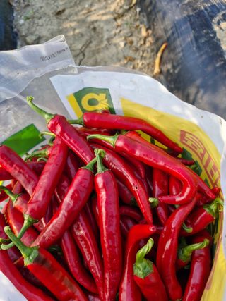 정순매일최선다하자님의 고추 · 영농일지 작성글 사진