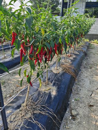 정순매일최선다하자님의 고추 · 영농일지 작성글 사진