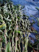 팜모닝 참깨·영농일지 게시글 이미지