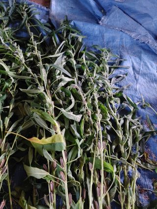 Windy1983님의 참깨 · 영농일지 작성글 사진