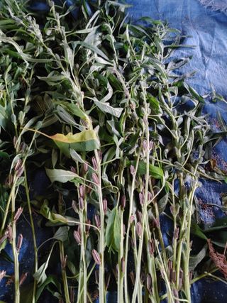 Windy1983님의 참깨 · 영농일지 작성글 사진