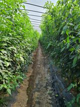 팜모닝 고추·영농일지 게시글 이미지