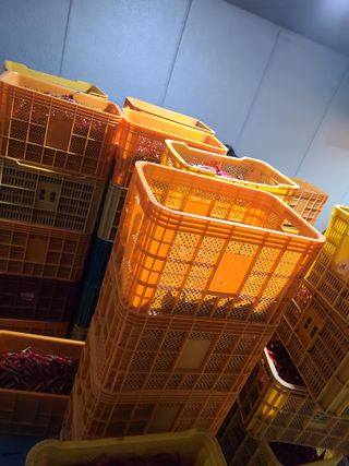 노고단님의 고추 · 영농일지 작성글 사진