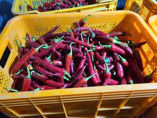 노고단님의 고추 · 영농일지 작성글 사진