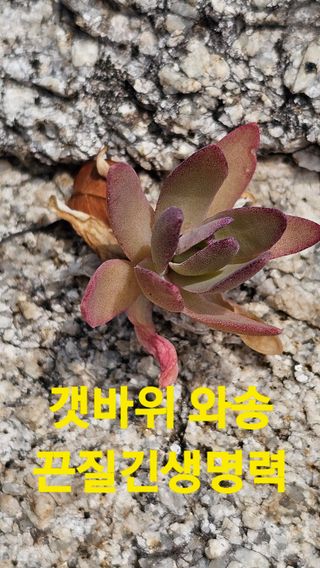 장철식님의 자유주제 · 자유게시판 작성글 사진