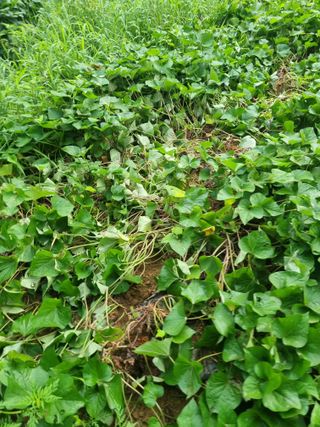 조호곤님의 고구마 · 영농일지 작성글 사진