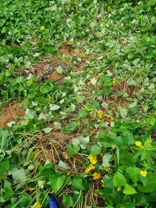 조호곤님의 고구마 · 영농일지 작성글 사진