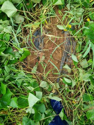 조호곤님의 고구마 · 영농일지 작성글 사진