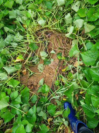 조호곤님의 고구마 · 영농일지 작성글 사진