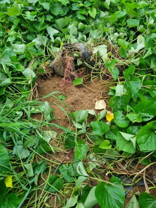 조호곤님의 고구마 · 영농일지 작성글 사진