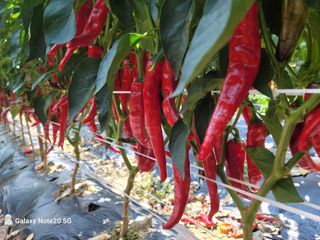 정창훈님의 ☀️8월 농작업 계획 · 참여글 작성글 사진