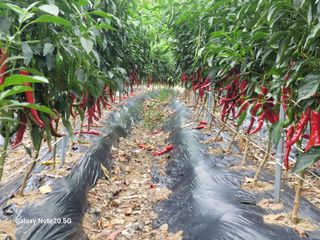 정창훈님의 ☀️8월 농작업 계획 · 참여글 작성글 사진