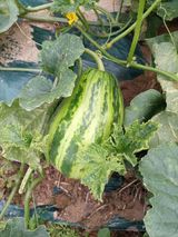 팜모닝 기타작물·영농일지 게시글 이미지