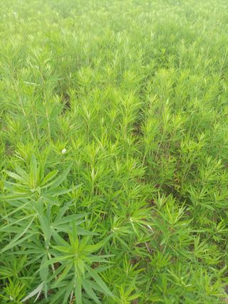 무지개♡새님의 기타작물 · 영농일지 작성글 사진