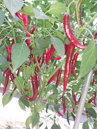 이남영님의 고추 · 영농일지 작성글 사진