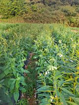 팜모닝 자유주제·자유게시판 게시글 이미지