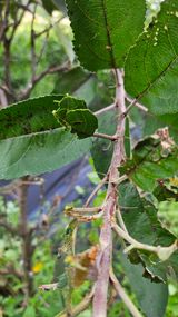 팜모닝 사과·병해충상담 게시글 이미지