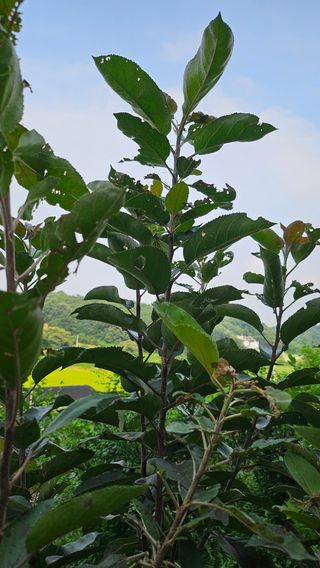 이앤허브님의 사과 · 병해충상담 작성글 사진