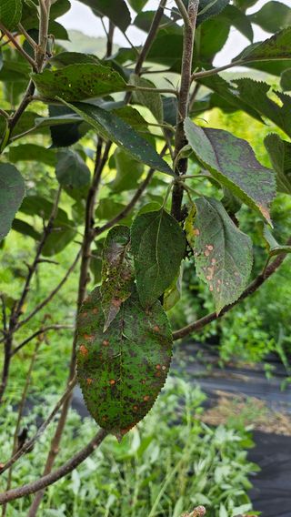 이앤허브님의 사과 · 병해충상담 작성글 사진