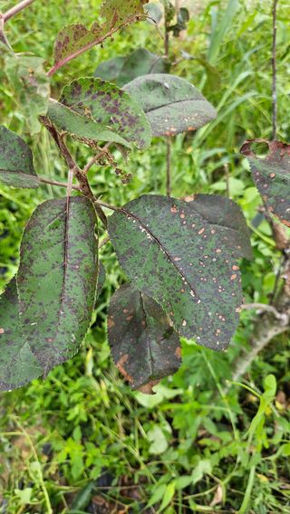 이앤허브님의 사과 · 병해충상담 작성글 사진