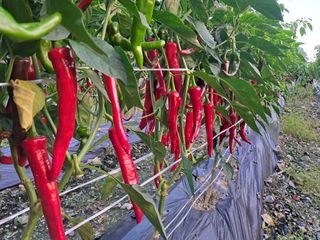 음두임님의 작성글 사진