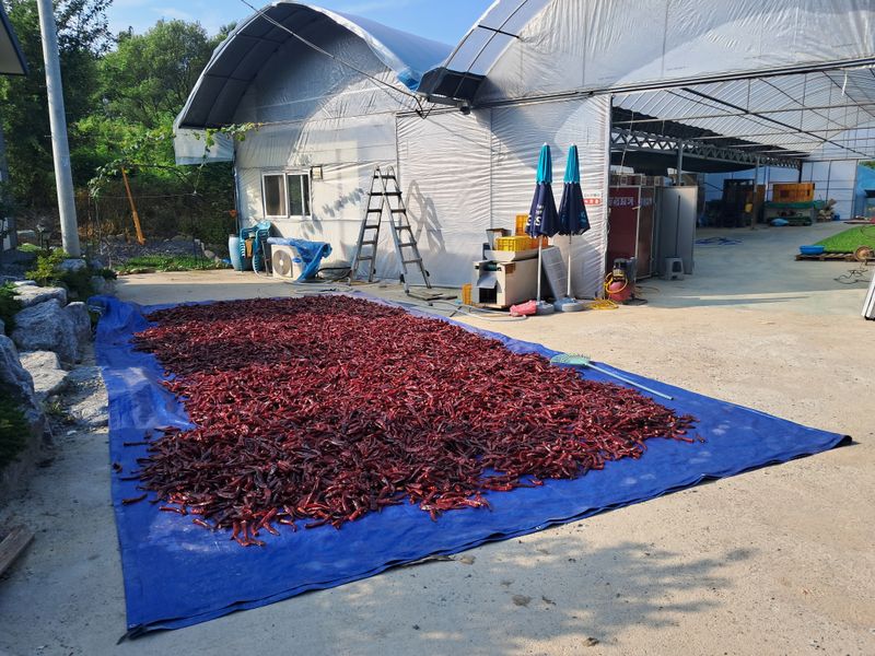 음두임님의 장터 판매 상품 [건고추(꼭지제거) 5근 3k] 첨부 사진