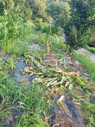 세미골곶감님의 자유주제 · 자유게시판 작성글 사진