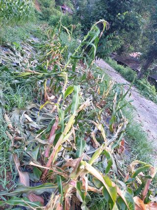 세미골곶감님의 자유주제 · 자유게시판 작성글 사진