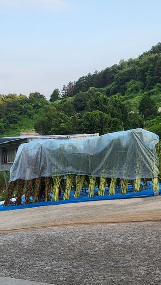 은태농님의 참깨 · 영농일지 작성글 사진