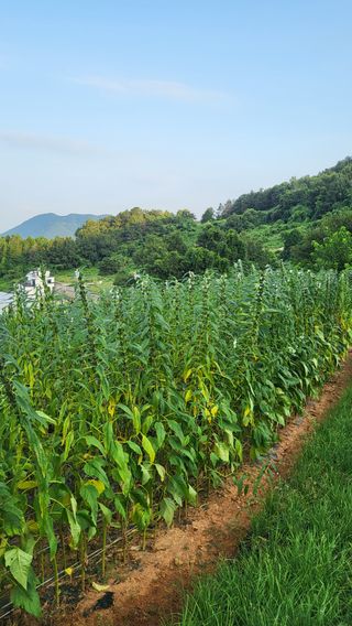 은태농님의 참깨 · 영농일지 작성글 사진