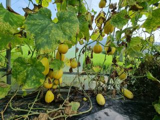 정민지호맘님의 기타작물 · 영농일지 작성글 사진