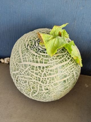 정민지호맘님의 기타작물 · 영농일지 작성글 사진