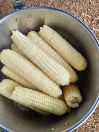 정민지호맘님의 기타작물 · 영농일지 작성글 사진