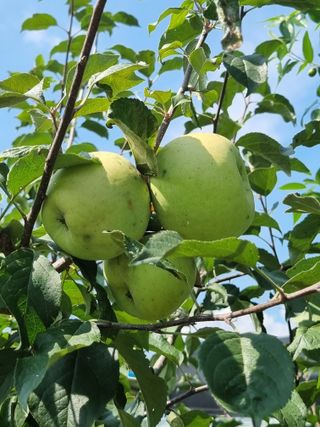 정민지호맘님의 기타작물 · 영농일지 작성글 사진