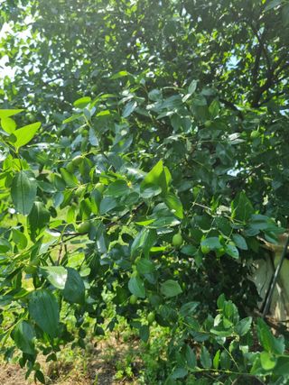 정민지호맘님의 기타작물 · 영농일지 작성글 사진